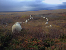 Iceland-Iceland Shorts-Sheep Round-Up on Horseback